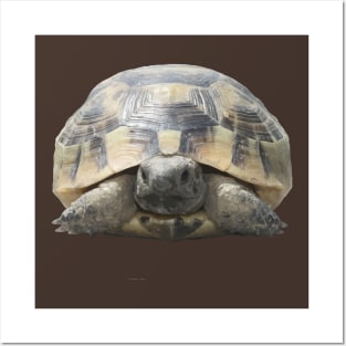 Greek Tortoise Testudo Tucked In Shell Cut Out Posters and Art